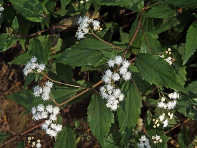 Nestarka (Ageratina riparia (Regel) R. M. King et H. Rob)