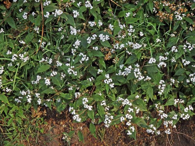 Nestarka (Ageratina riparia (Regel) R. M. King et H. Rob)