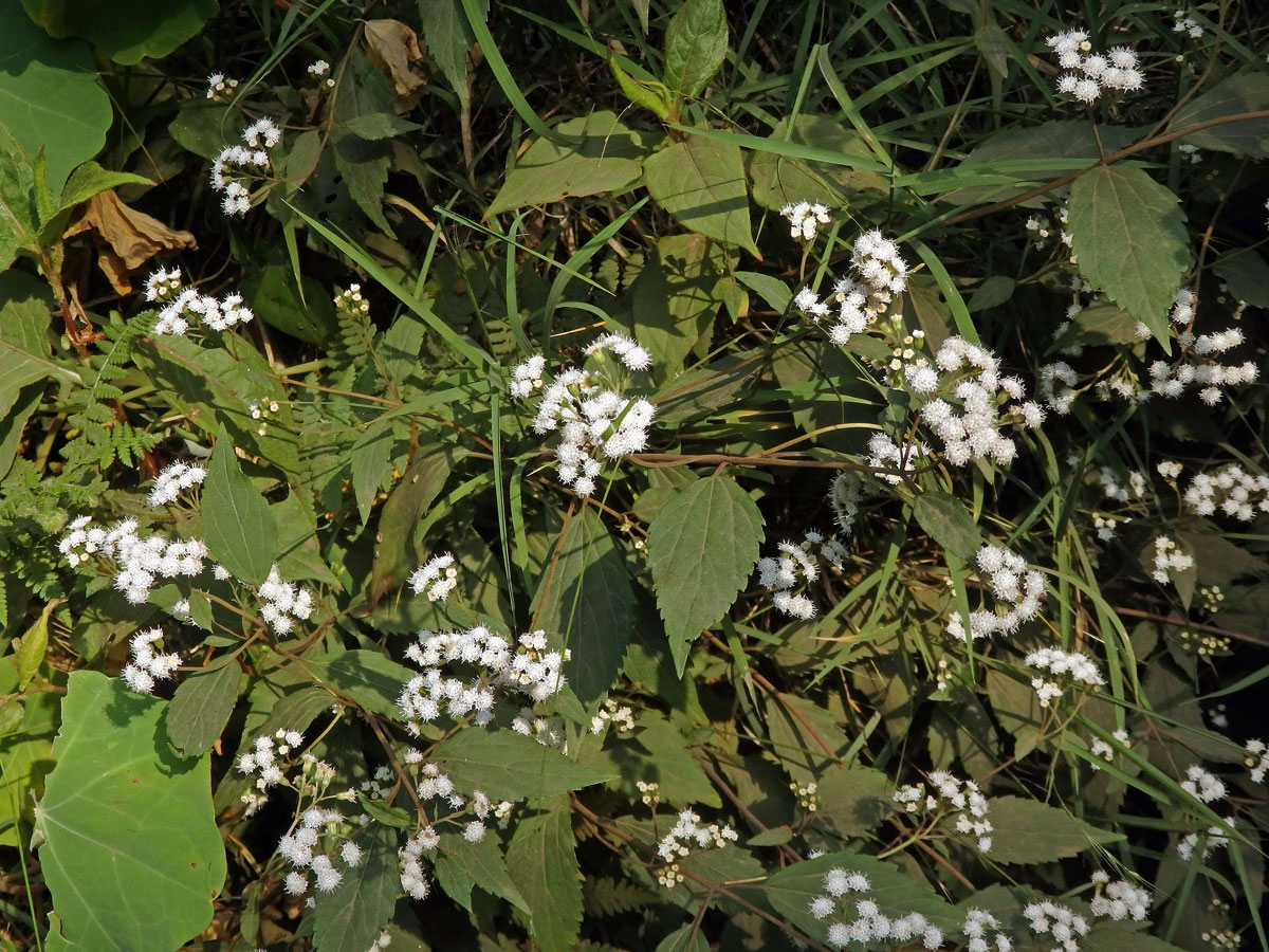 Nestarka (Ageratina riparia (Regel) R. M. King et H. Rob)