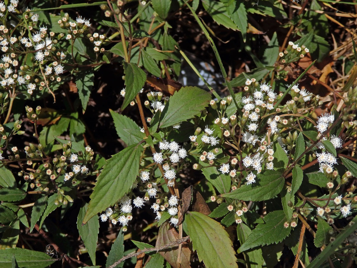 Nestarka (Ageratina riparia (Regel) R. M. King et H. Rob)