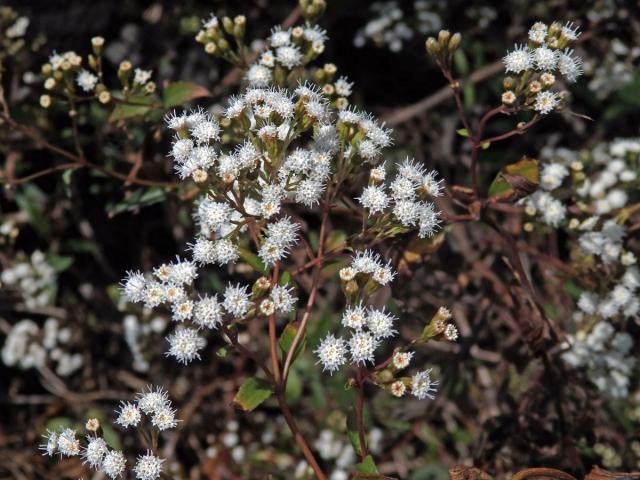 Nestarka (Ageratina riparia (Regel) R. M. King et H. Rob)