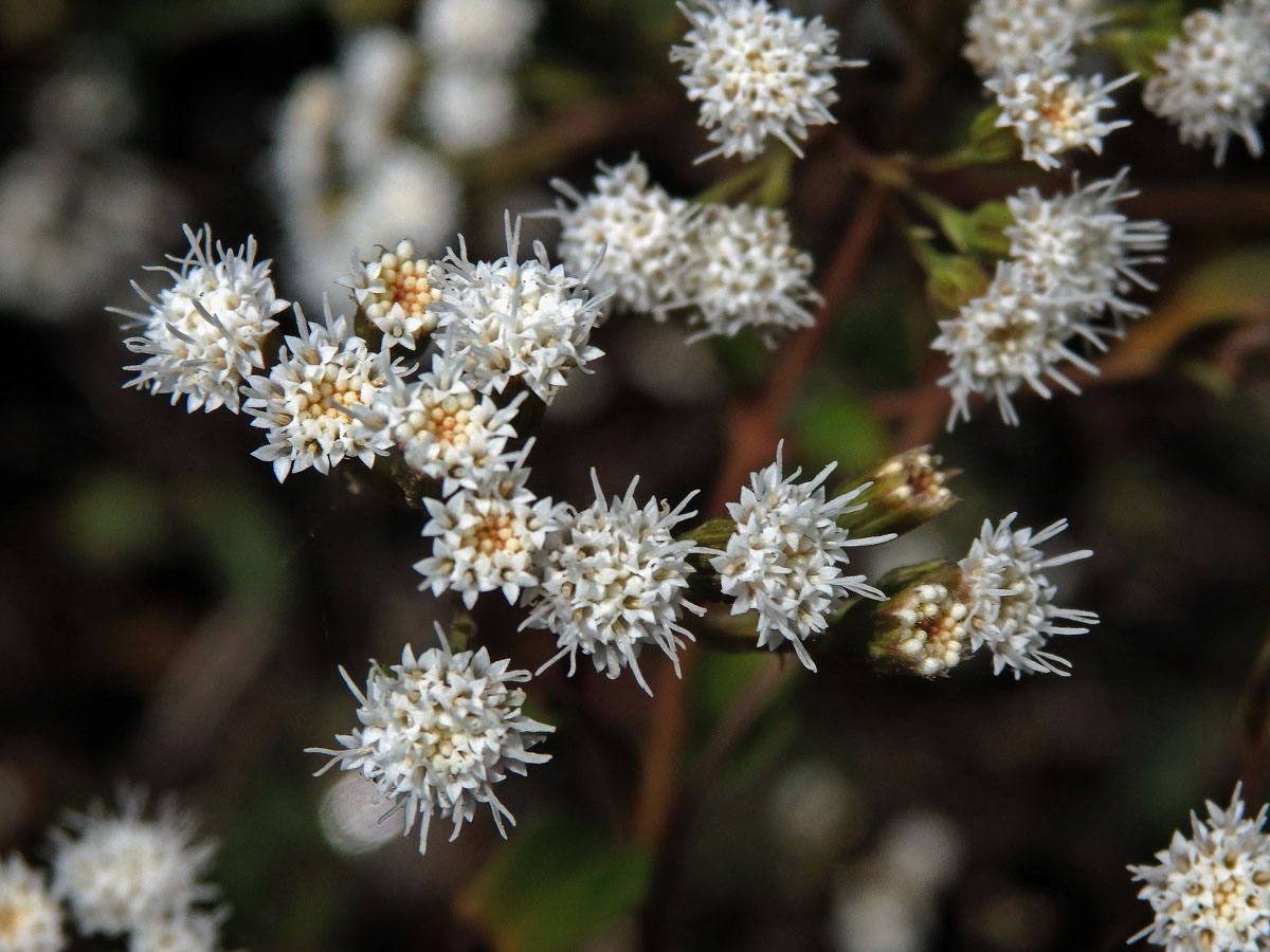 Nestarka (Ageratina riparia (Regel) R. M. King et H. Rob)