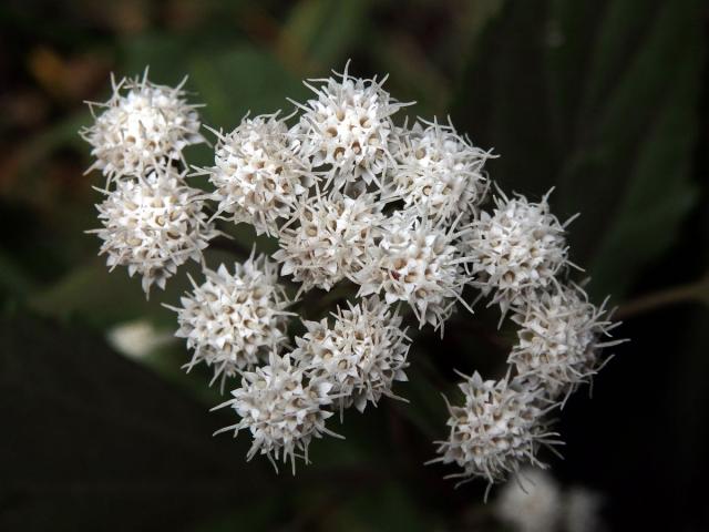 Nestarka (Ageratina riparia (Regel) R. M. King et H. Rob)