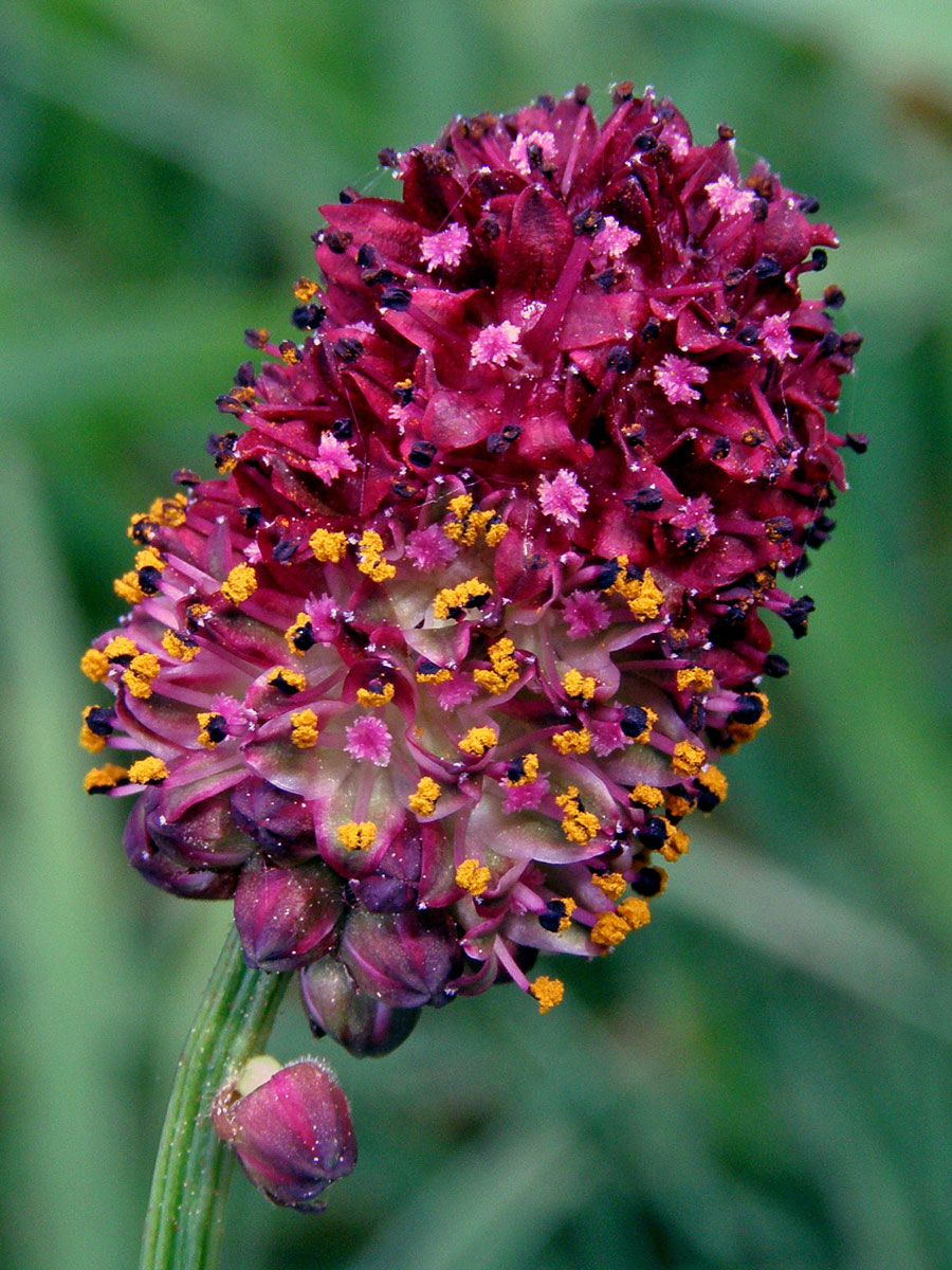 Krvavec toten (Sanguisorba officinalis L.)