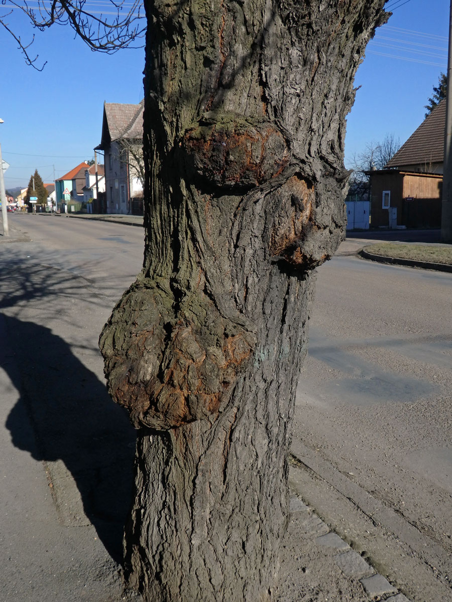 Sakura ozdobná (Prunus serrulata Lindl) (48a) s nádorem na kmeni