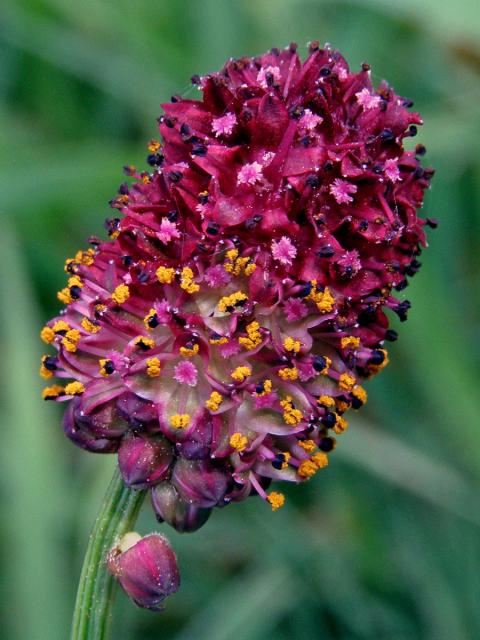 Krvavec toten (Sanguisorba officinalis L.)