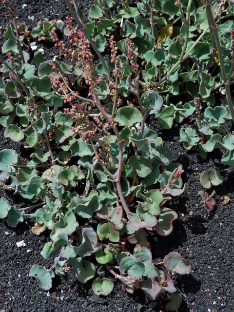 Šťovík etenský (Rumex aetnensis C. Presl)