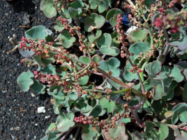 Šťovík etenský (Rumex aetnensis C. Presl)