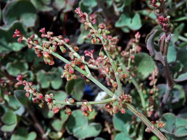 Šťovík etenský (Rumex aetnensis C. Presl)