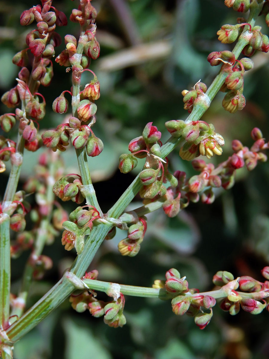 Šťovík etenský (Rumex aetnensis C. Presl)