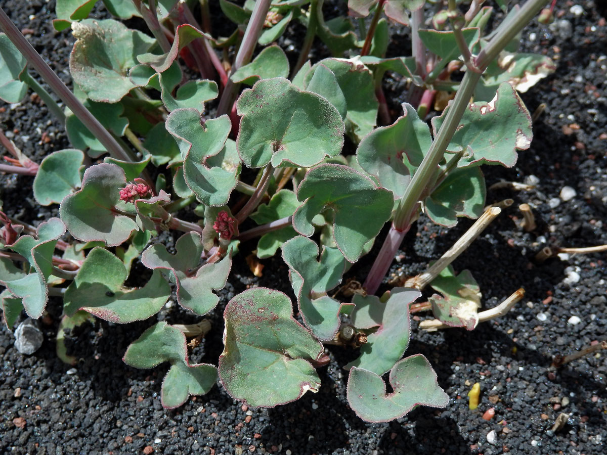 Šťovík etenský (Rumex aetnensis C. Presl)