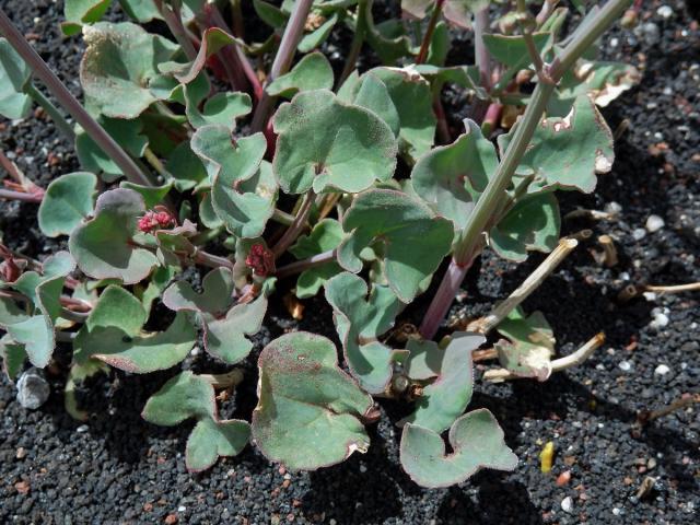 Šťovík etenský (Rumex aetnensis C. Presl)