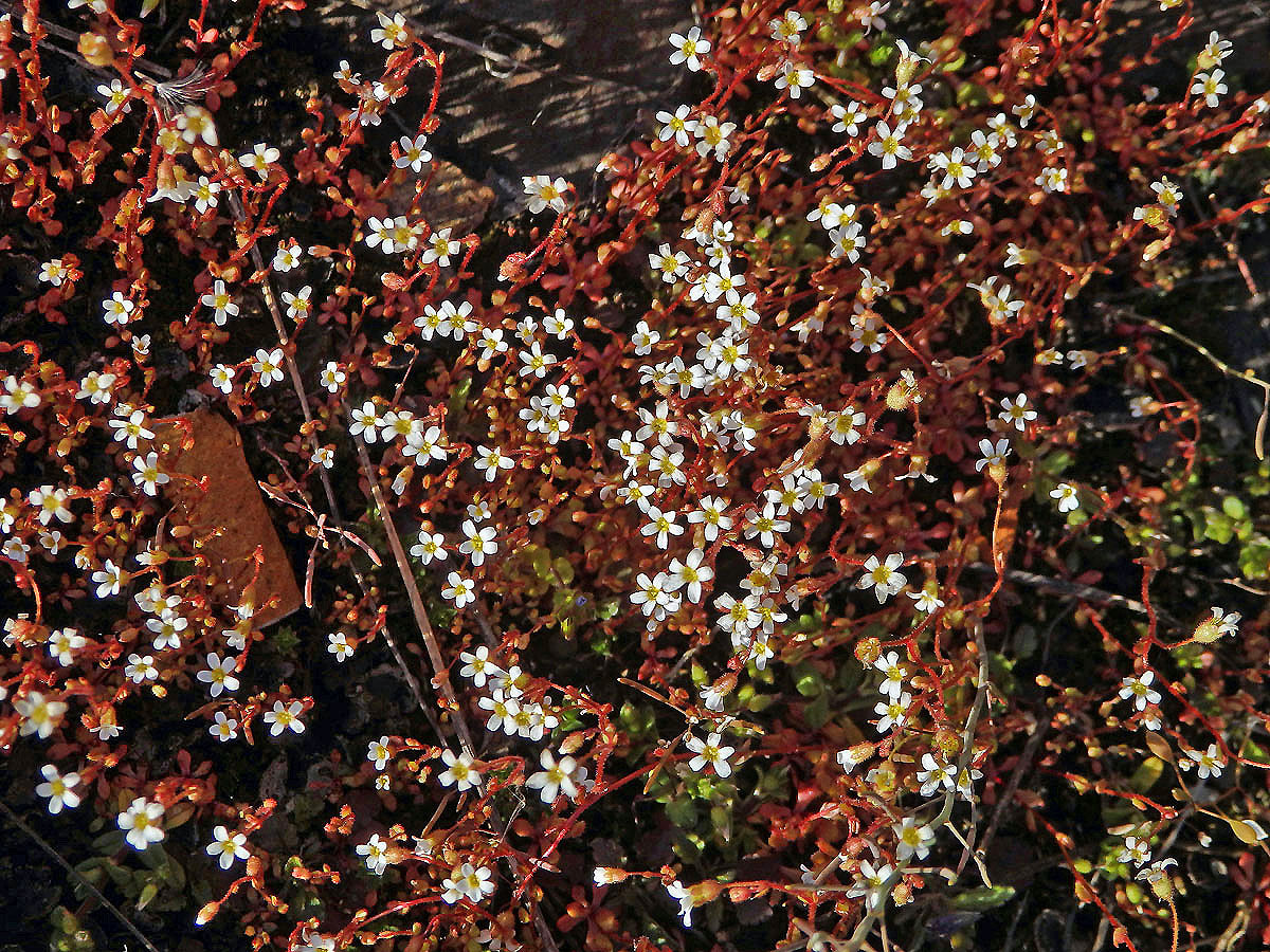 Lomikámen trojprstý (Saxifraga tridactylites L.)