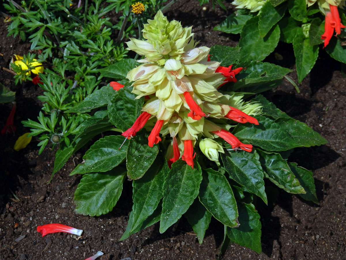 Šalvěj zářivá (Salvia splendens R. et Sch.)