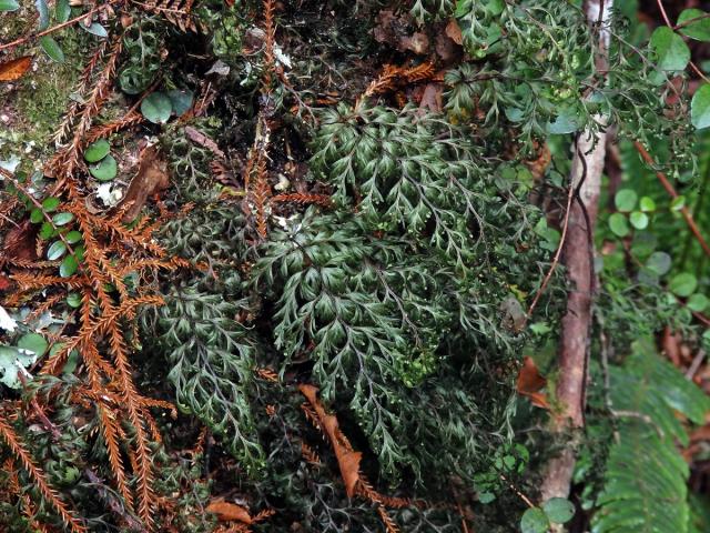 Hymenophyllum sanguinolentum (G. Forst.) Sw.