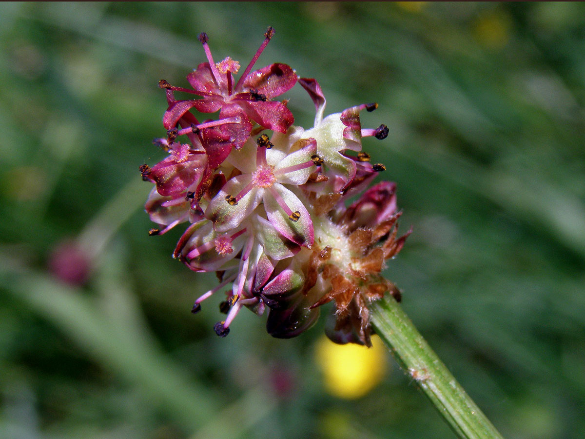 Krvavec toten (Sanguisorba officinalis L.)