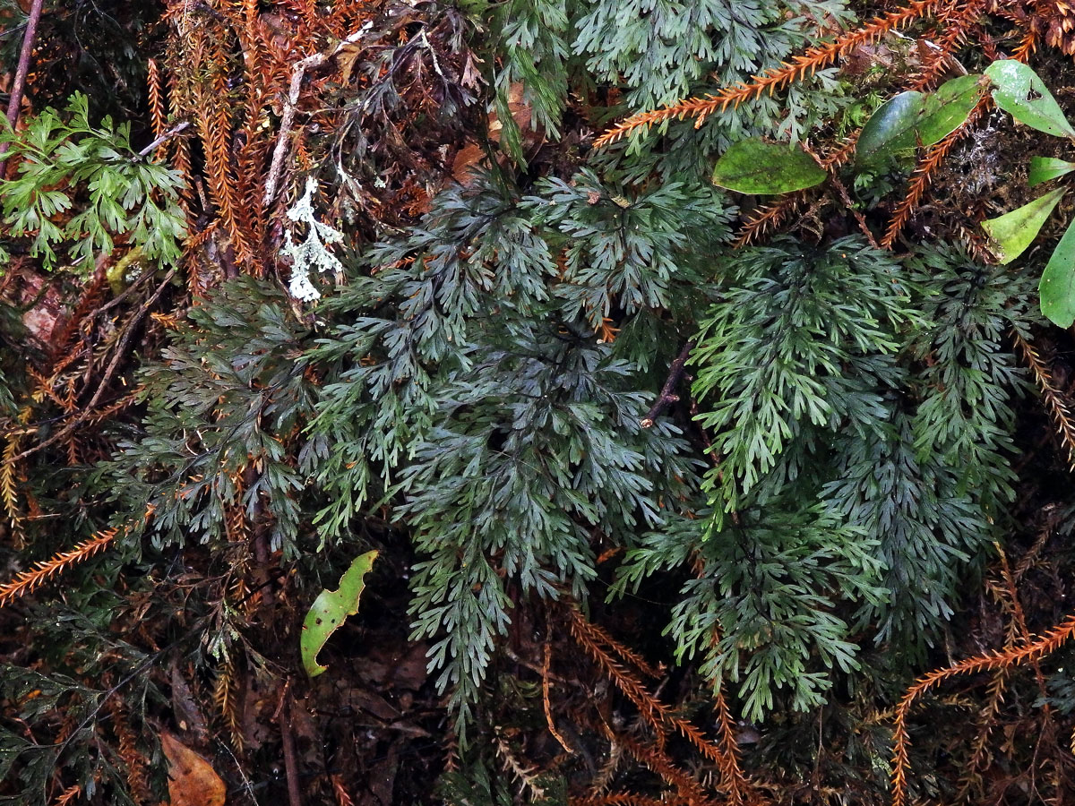 Hymenophyllum sanguinolentum (G. Forst.) Sw.