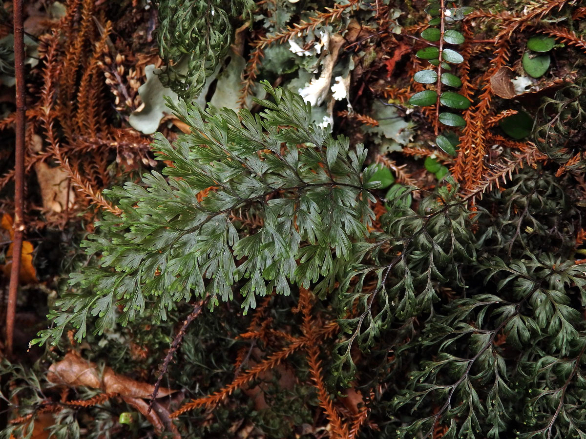 Hymenophyllum sanguinolentum (G. Forst.) Sw.