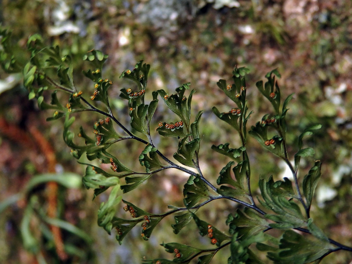 Hymenophyllum sanguinolentum (G. Forst.) Sw.