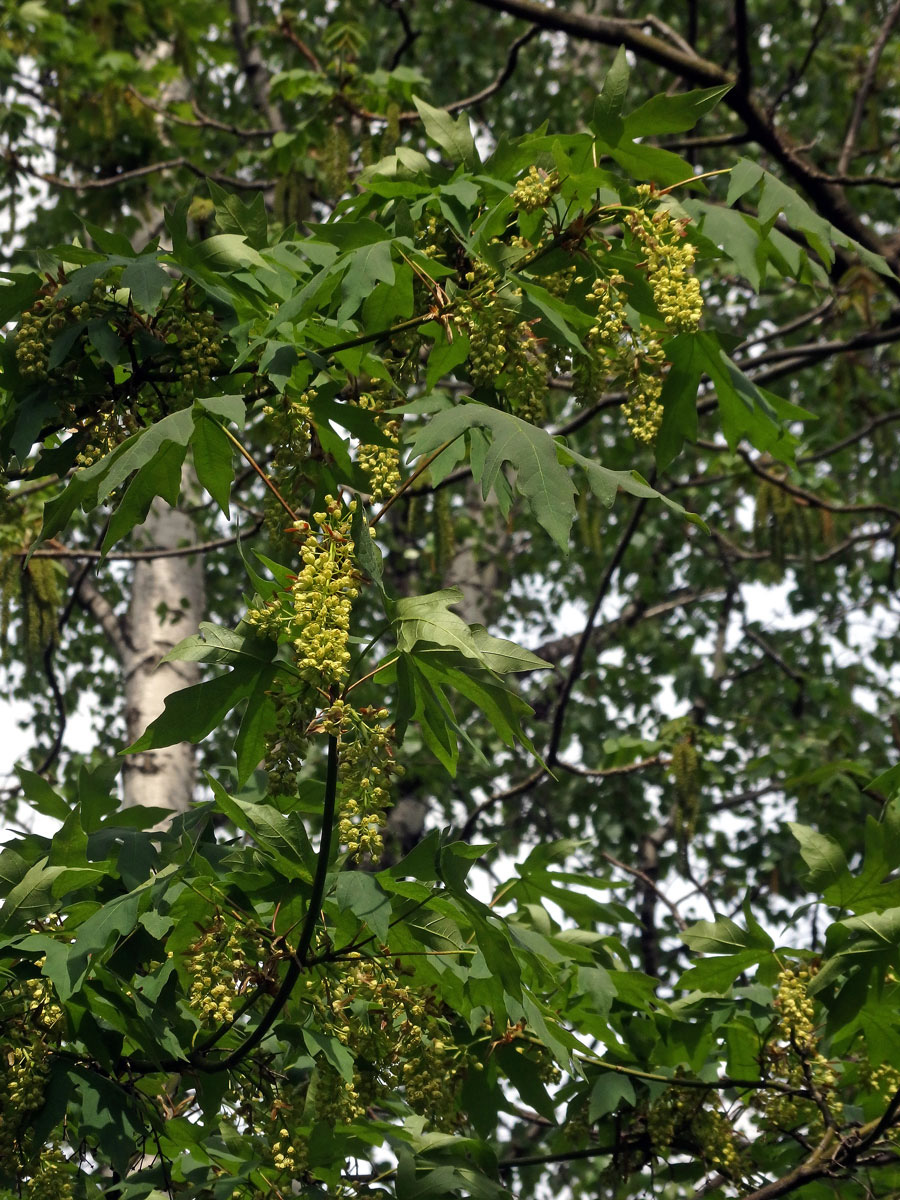 Javor velkolistý (Acer macrophyllum Pursh)