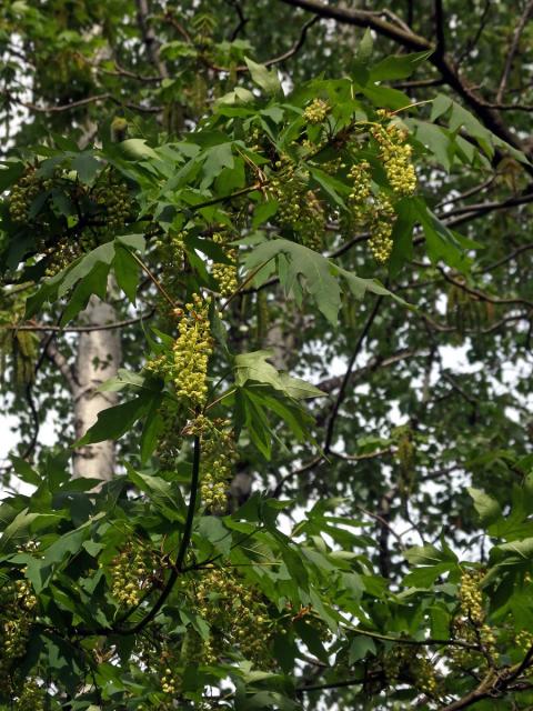 Javor velkolistý (Acer macrophyllum Pursh)