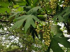 Javor velkolistý (Acer macrophyllum Pursh)