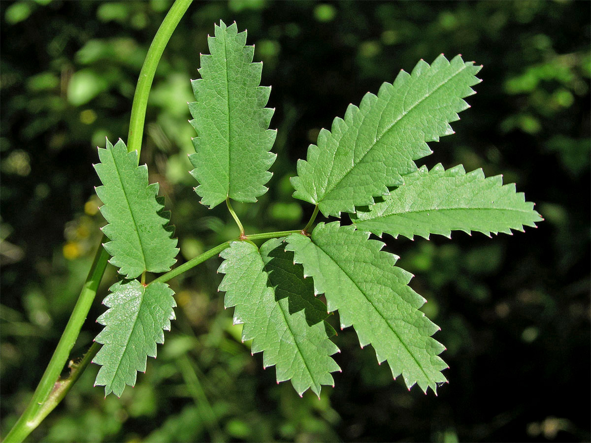 Krvavec toten (Sanguisorba officinalis L.)