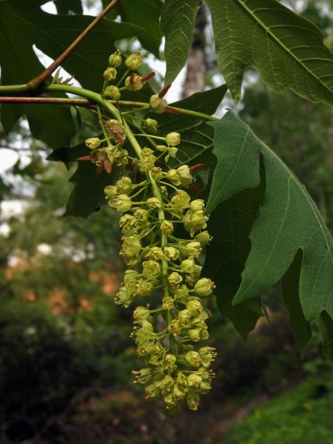 Javor velkolistý (Acer macrophyllum Pursh)