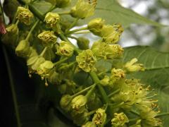 Javor velkolistý (Acer macrophyllum Pursh)