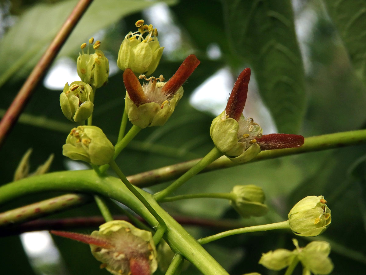 Javor velkolistý (Acer macrophyllum Pursh)