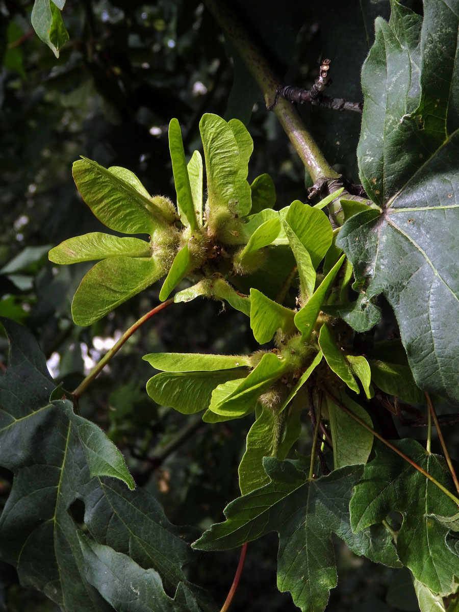 Javor velkolistý (Acer macrophyllum Pursh)