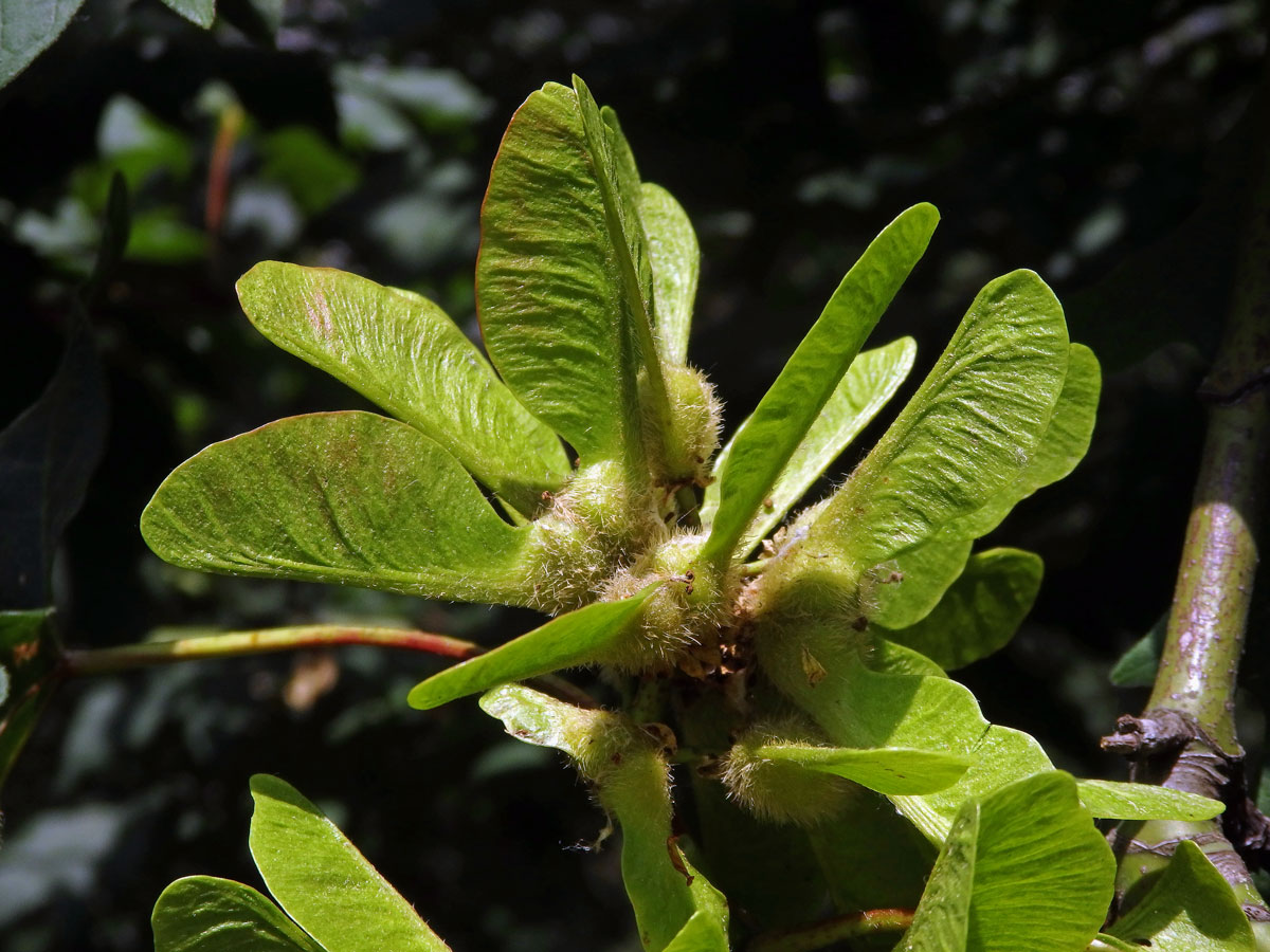 Javor velkolistý (Acer macrophyllum Pursh)