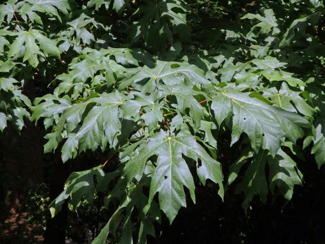 Javor velkolistý (Acer macrophyllum Pursh)