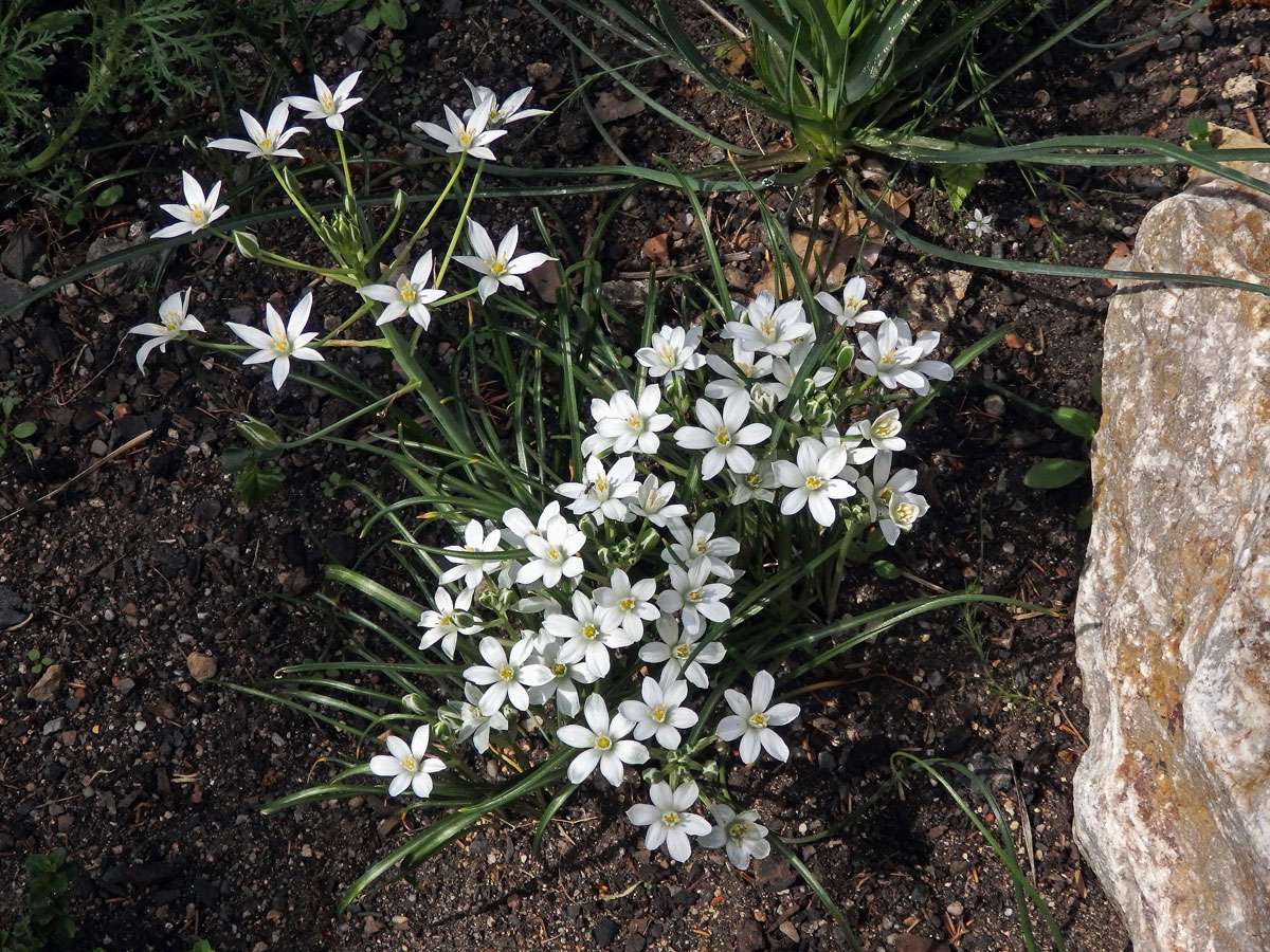 Snědek Kochův (Ornithogallum kochii Parl.)