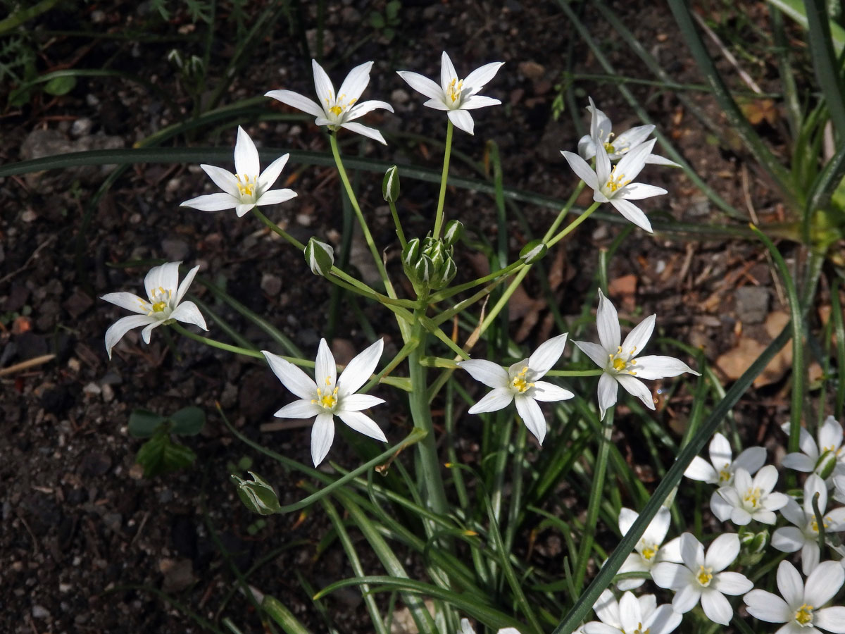 Snědek Kochův (Ornithogallum kochii Parl.)