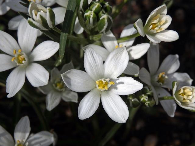 Snědek Kochův (Ornithogallum kochii Parl.)