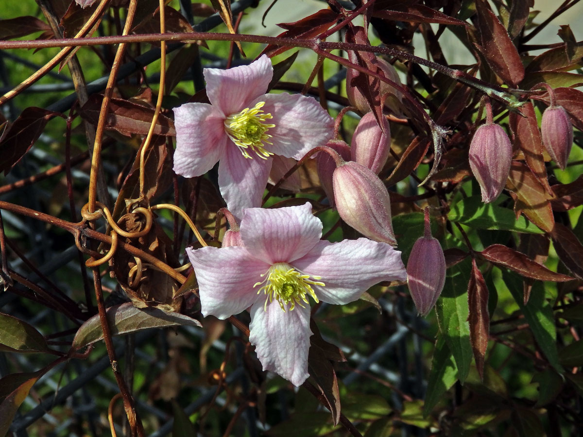 Plamének horský (Clematis montana Buch.-Ham. ex DC.)