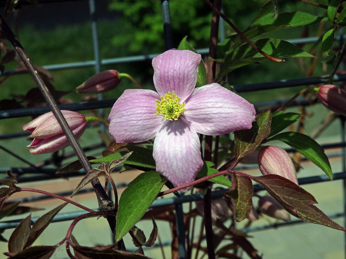 Plamének horský (Clematis montana Buch.-Ham. ex DC.)