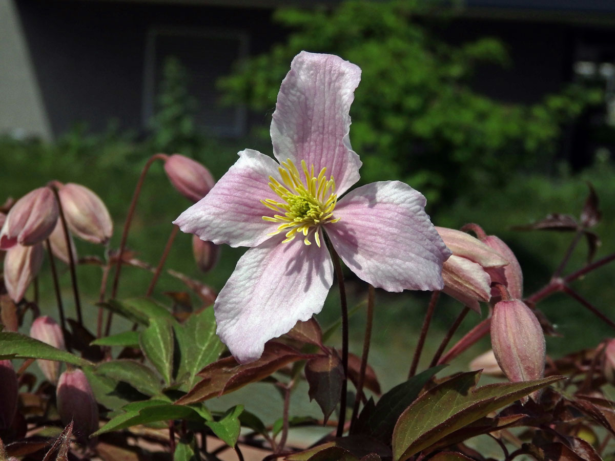 Plamének horský (Clematis montana Buch.-Ham. ex DC.)