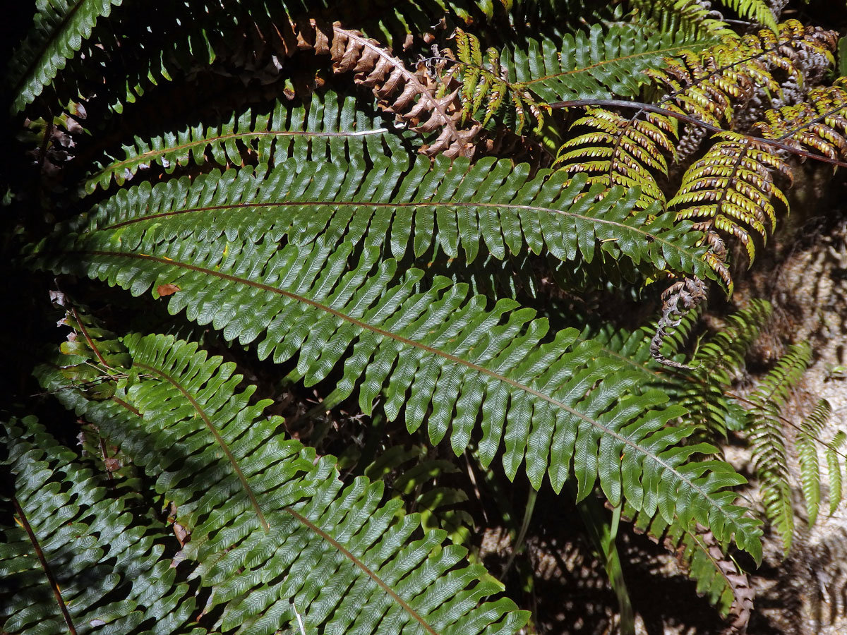 Žebrovice (Blechnum discolor (G. Forst.) Keyserl.)