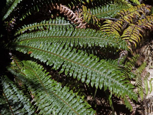 Žebrovice (Blechnum discolor (G. Forst.) Keyserl.)