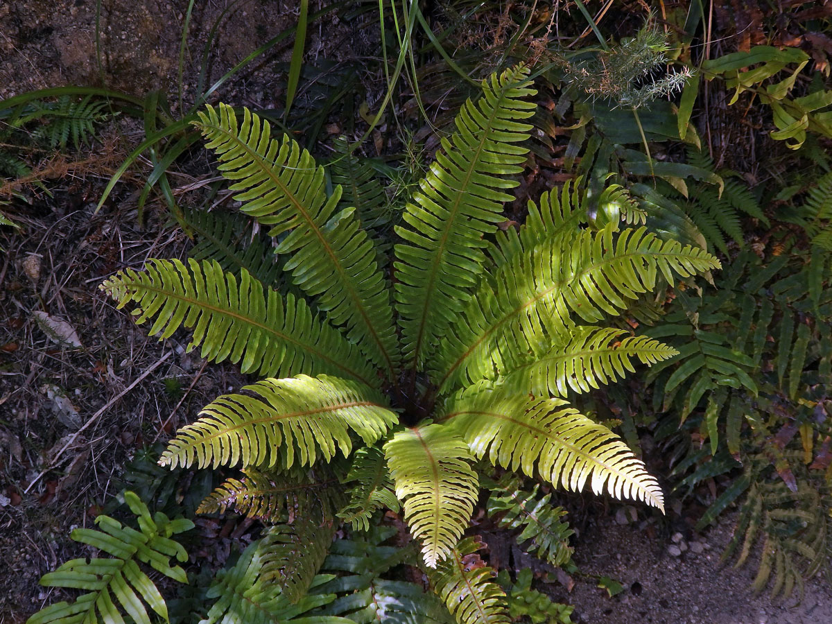 Žebrovice (Blechnum discolor (G. Forst.) Keyserl.)