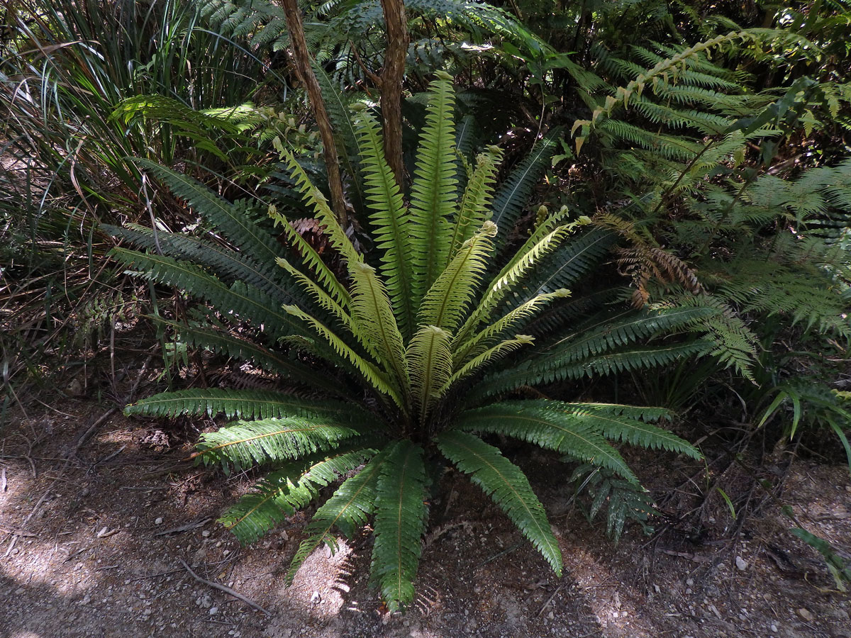 Žebrovice (Blechnum discolor (G. Forst.) Keyserl.)