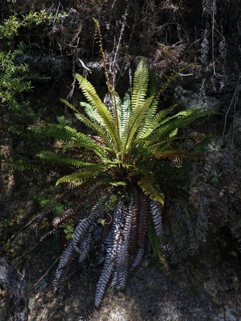 Žebrovice (Blechnum discolor (G. Forst.) Keyserl.)