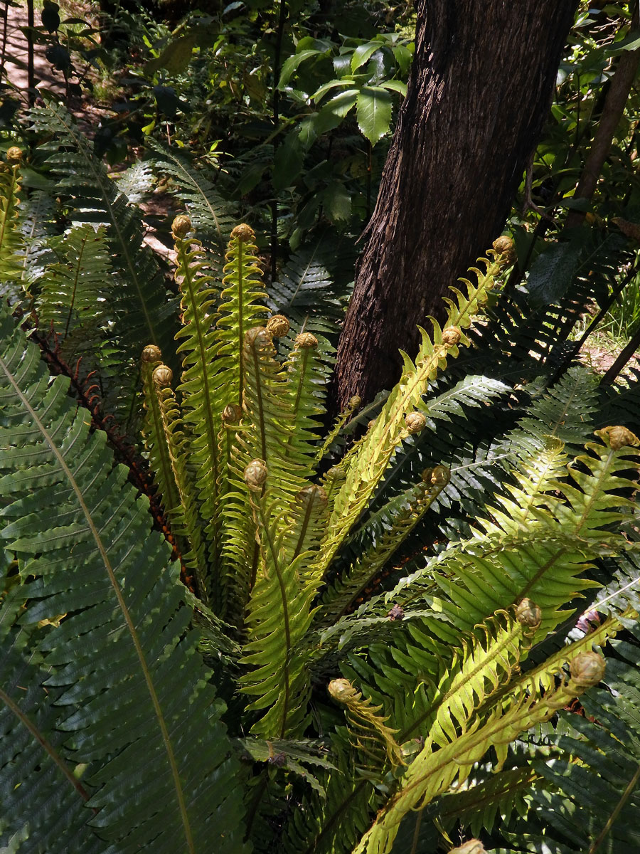 Žebrovice (Blechnum discolor (G. Forst.) Keyserl.)