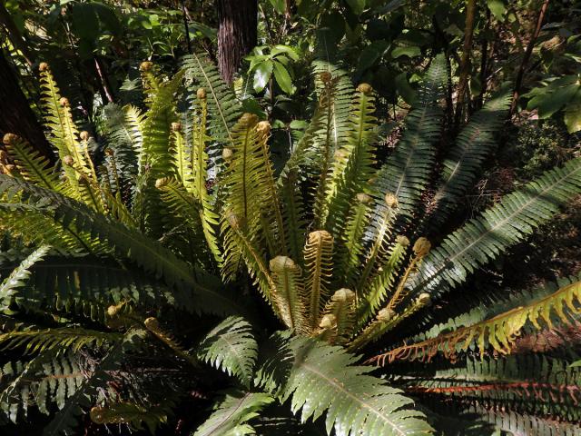 Žebrovice (Blechnum discolor (G. Forst.) Keyserl.)