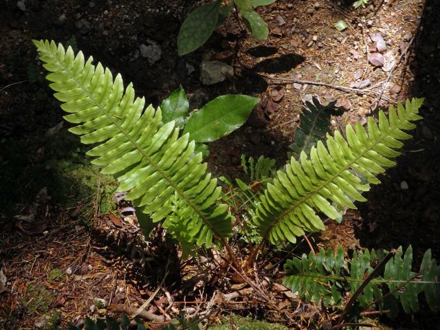 Žebrovice (Blechnum discolor (G. Forst.) Keyserl.)