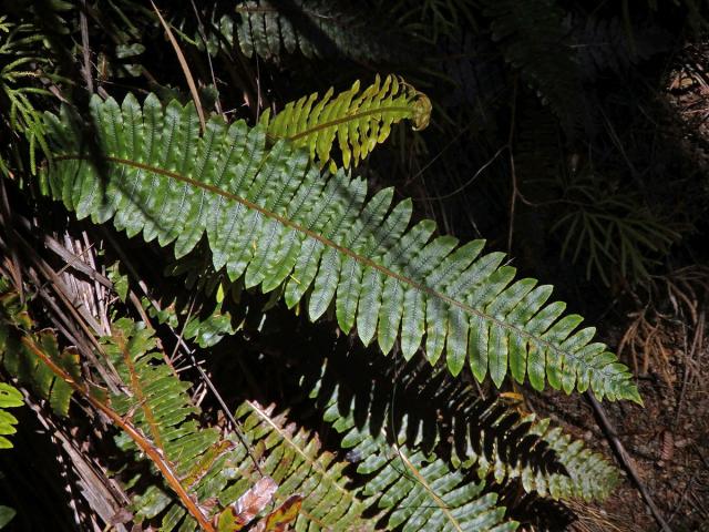 Žebrovice (Blechnum discolor (G. Forst.) Keyserl.)