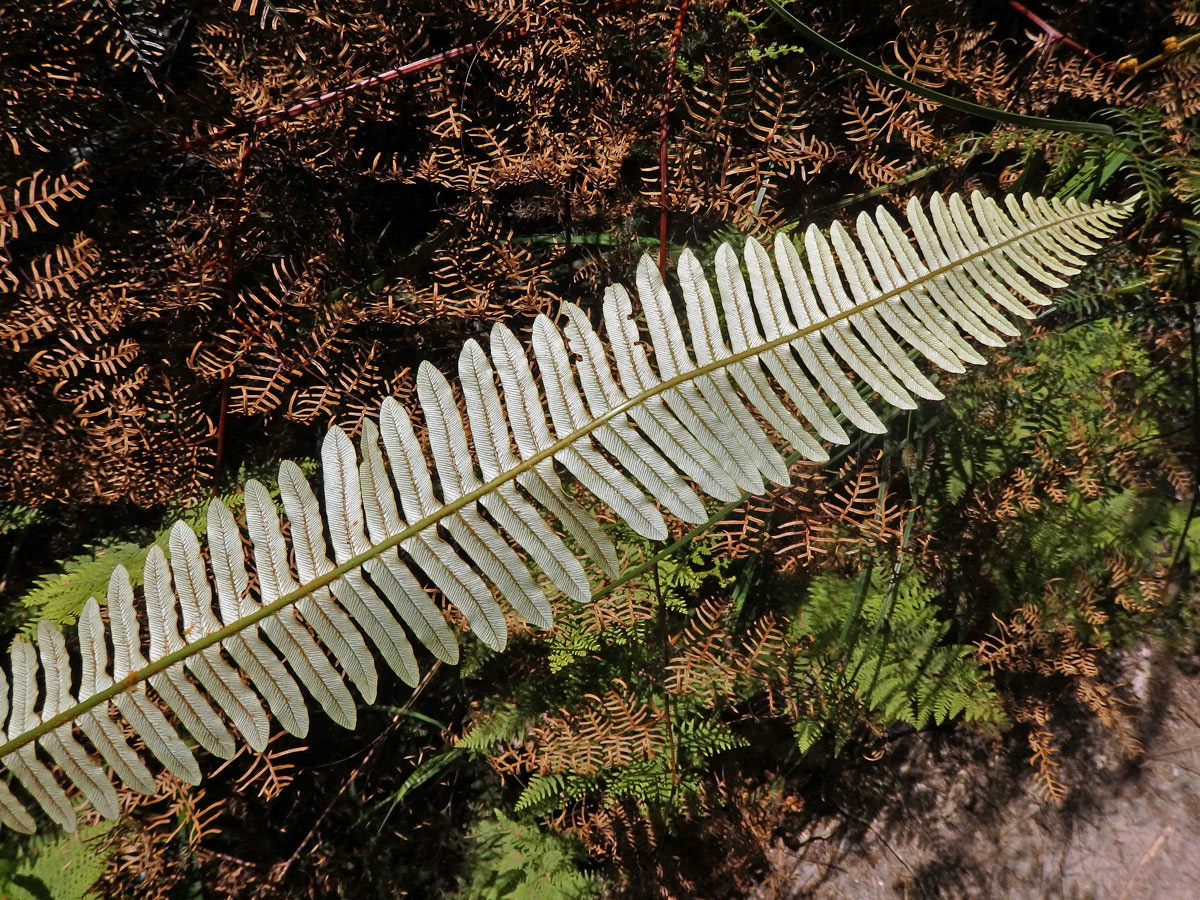 Žebrovice (Blechnum discolor (G. Forst.) Keyserl.)