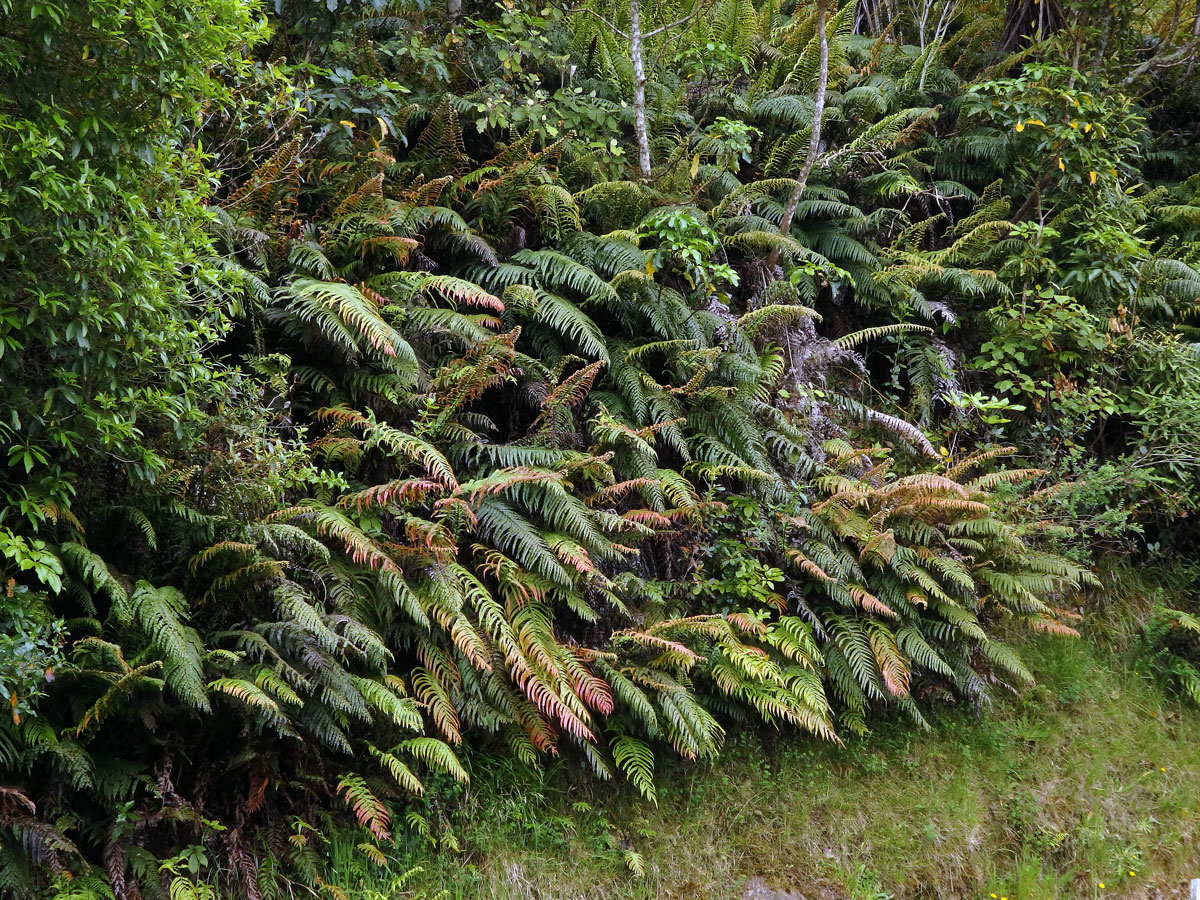 Žebrovice (Blechnum novae-zelandiae T. C. Chambers & P. A. Farrant)